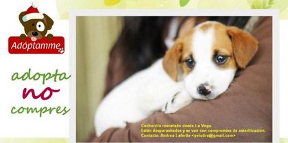 Adoptamme