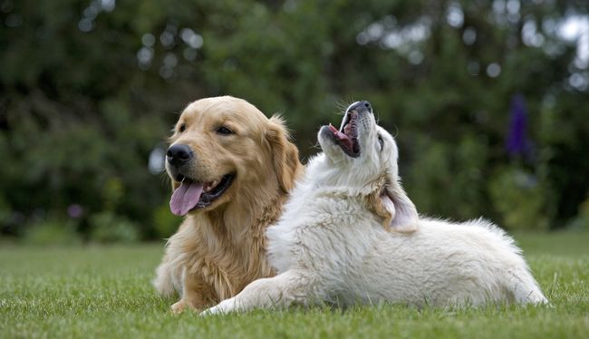 golden retreiver