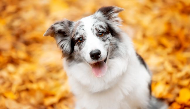 portrait marble border collie dog sitting with leaves in autumn
